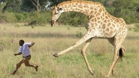 牠們根本不把人類「放在眼裡啊」！７張超狂動物照，拜託不要「放棄治療」好嘛！？