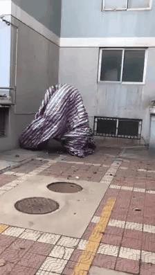 蠍子媽媽帶寶寶趴趴走　15張「沒事可以看一看」的奇趣照片 - 