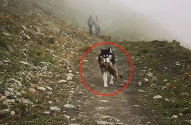 二哈進山玩瘋跑走，在回來時嘴裡叼東西向主人邀功，讓主人嚇一跳