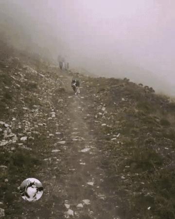 二哈進山玩瘋跑走，在回來時嘴裡叼東西向主人邀功，讓主人嚇一跳