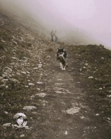 二哈進山玩瘋跑走，在回來時嘴裡叼東西向主人邀功，讓主人嚇一跳