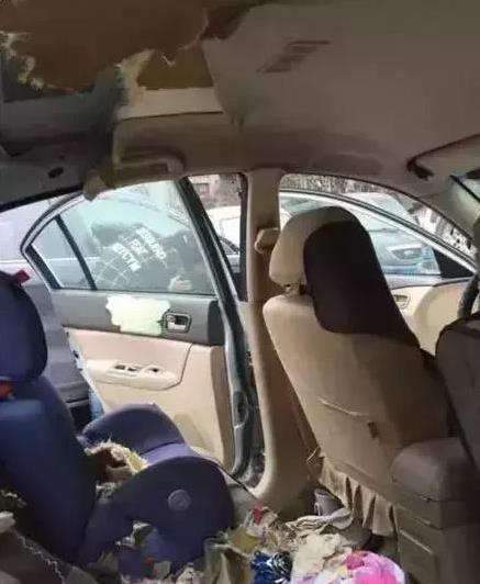 二哈進山玩瘋跑走，在回來時嘴裡叼東西向主人邀功，讓主人嚇一跳