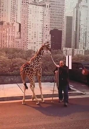 網紅為了幫女兒慶生「直接蓋一座遊樂園」　賓客全傻眼：她把「動物園」搬過來...