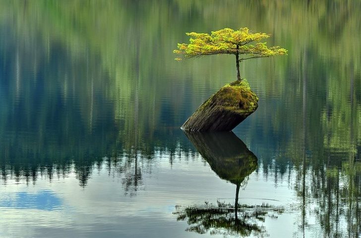 22張驚人照證明「人類妄想能贏過大自然真的太蠢了」　小花朵連石頭也能掰開！
