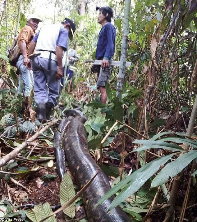  6公尺超巨母蛇叫太大聲…藏樹洞交配被發現！慘被村名拖出來做全蛇料理