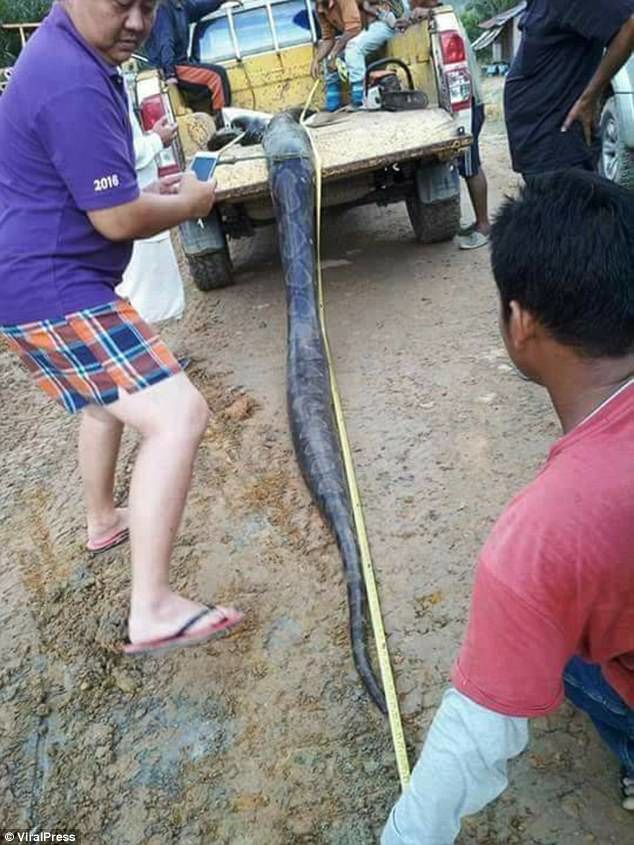  6公尺超巨母蛇叫太大聲…藏樹洞交配被發現！慘被村名拖出來做全蛇料理