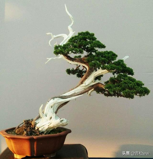 老態橫生、古樸優雅的枯乾式盆景製作要點