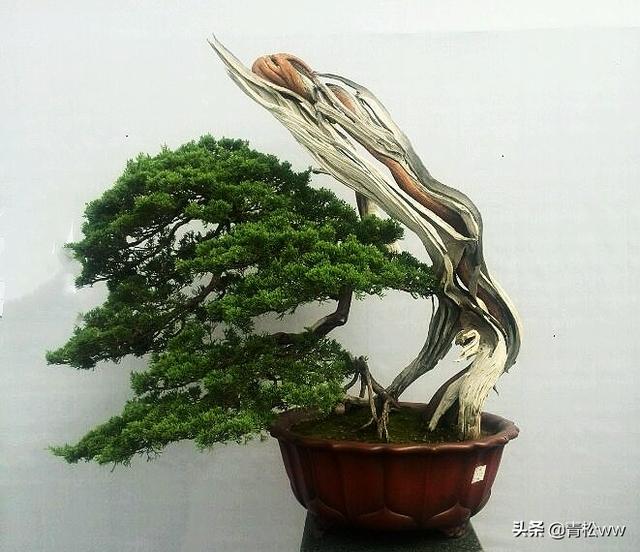 老態橫生、古樸優雅的枯乾式盆景製作要點