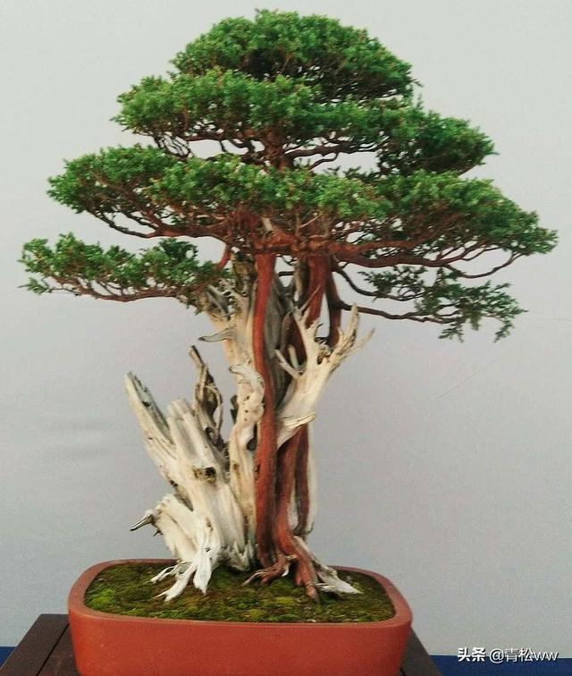 老態橫生、古樸優雅的枯乾式盆景製作要點