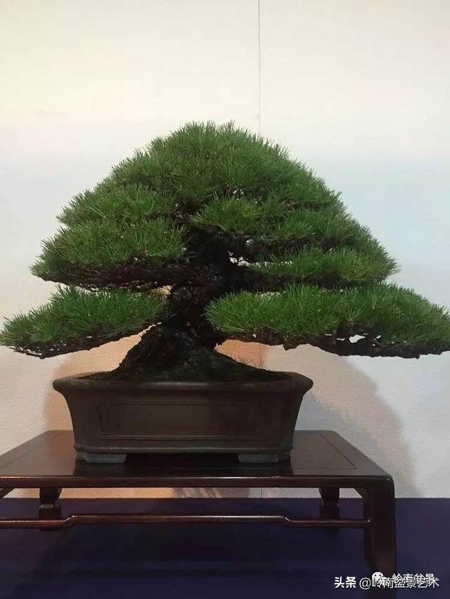 日本盆景的蘑菇頭!!