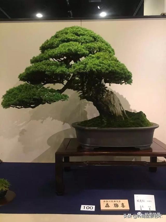 日本盆景的蘑菇頭!!