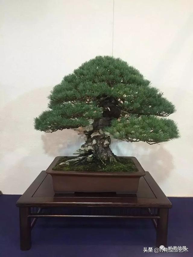 日本盆景的蘑菇頭!!