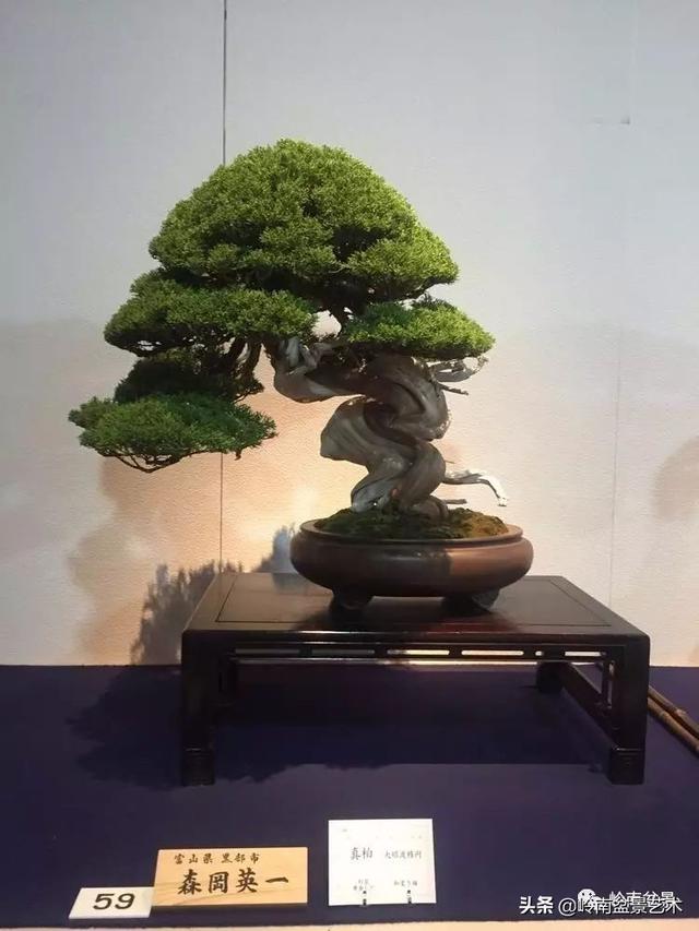 日本盆景的蘑菇頭!!