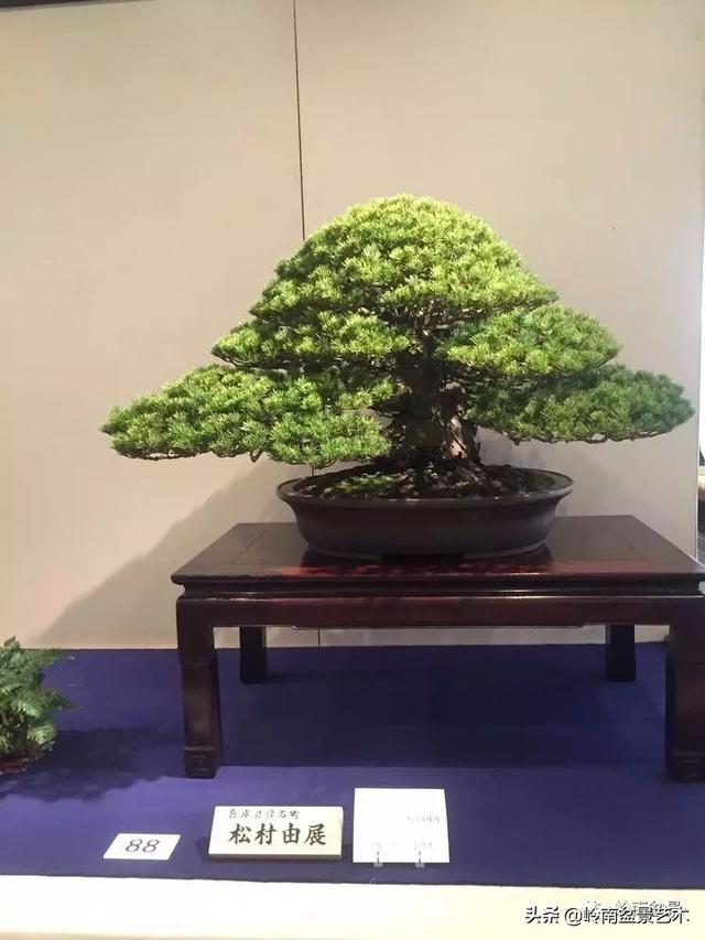 日本盆景的蘑菇頭!!