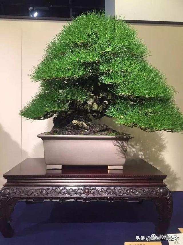 日本盆景的蘑菇頭!!