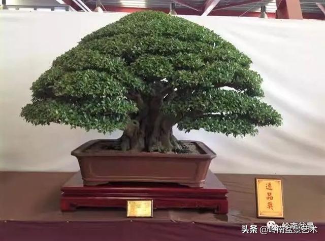日本盆景的蘑菇頭!!