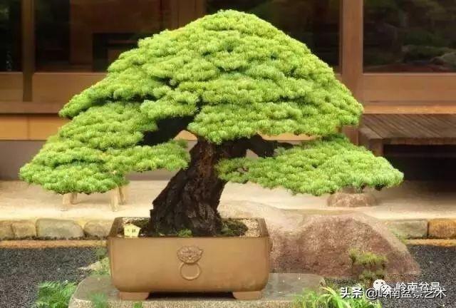 日本盆景的蘑菇頭!!