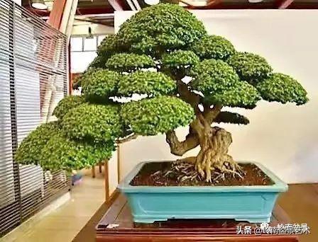 日本盆景的蘑菇頭!!
