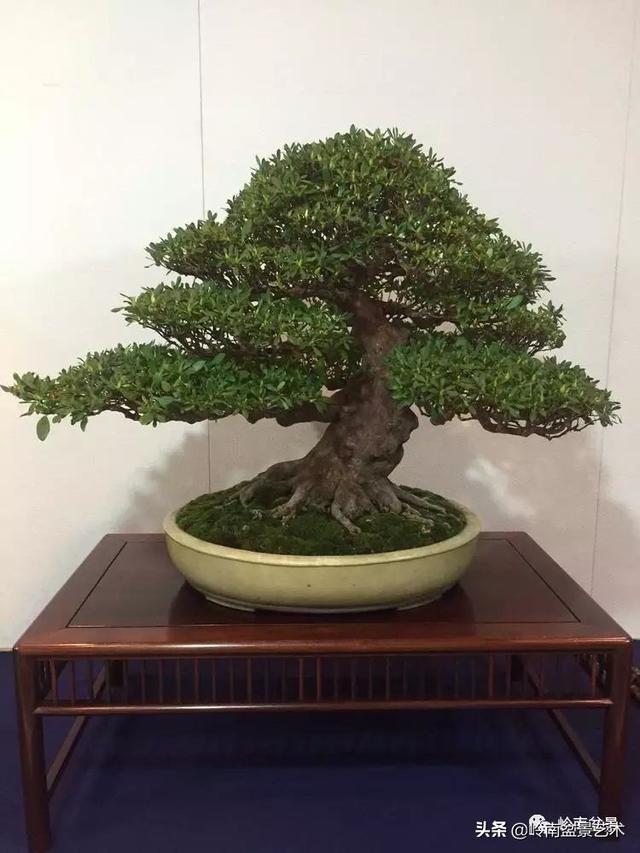 日本盆景的蘑菇頭!!
