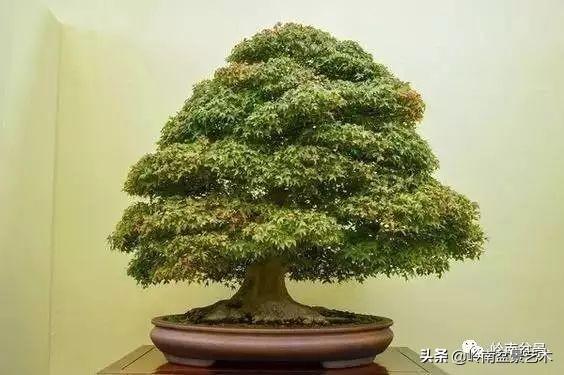 日本盆景的蘑菇頭!!