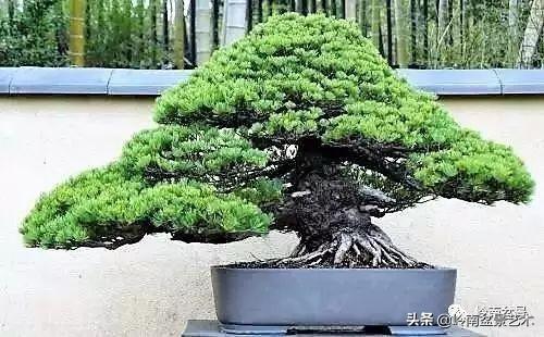 日本盆景的蘑菇頭!!