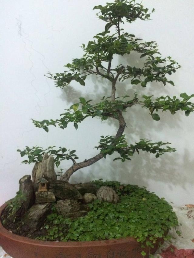 分享盆景老司機常用到的盆景樁頭截取高度方法