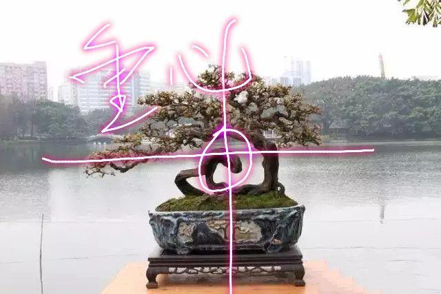 分享盆景老司機常用到的盆景樁頭截取高度方法