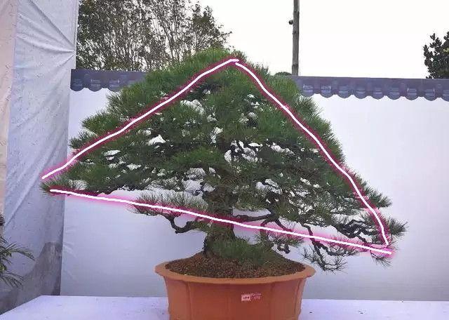 分享盆景老司機常用到的盆景樁頭截取高度方法
