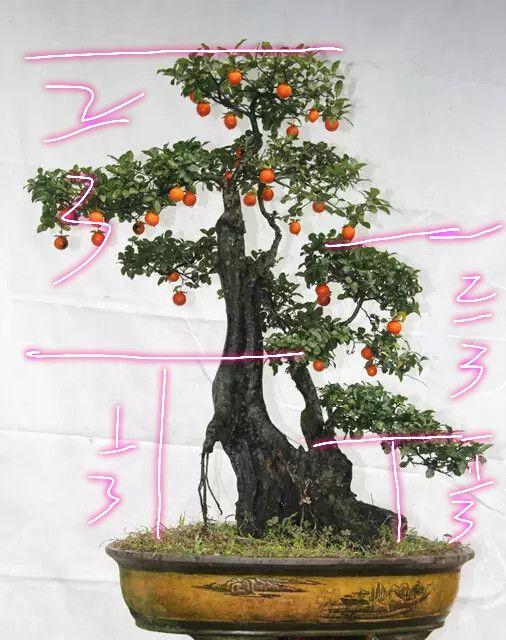 分享盆景老司機常用到的盆景樁頭截取高度方法