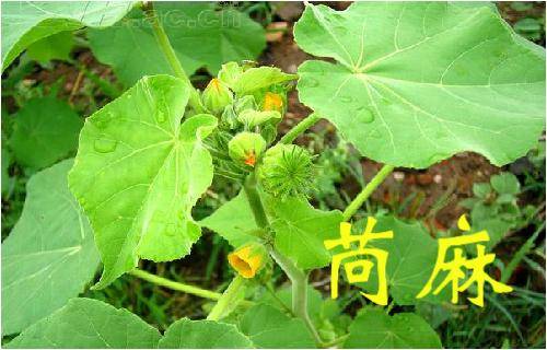 那些常見的「中草藥」，不要再把它當成雜草拔掉了