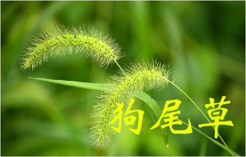 那些常見的「中草藥」，不要再把它當成雜草拔掉了