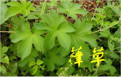 那些常見的「中草藥」，不要再把它當成雜草拔掉了