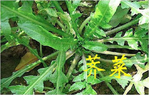 那些常見的「中草藥」，不要再把它當成雜草拔掉了