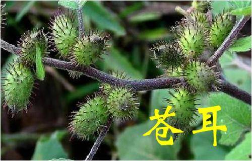 那些常見的「中草藥」，不要再把它當成雜草拔掉了