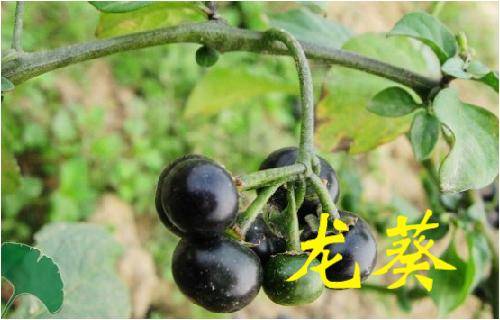 那些常見的「中草藥」，不要再把它當成雜草拔掉了
