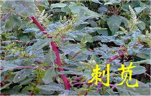 那些常見的「中草藥」，不要再把它當成雜草拔掉了
