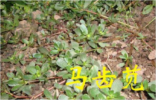 那些常見的「中草藥」，不要再把它當成雜草拔掉了