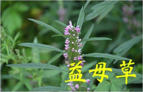 那些常見的「中草藥」，不要再把它當成雜草拔掉了