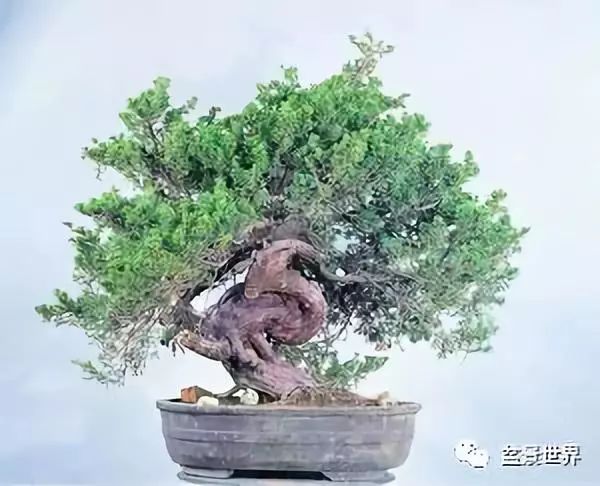 捨出空間，空間有美：鄭誠恭大師的盆景哲學 