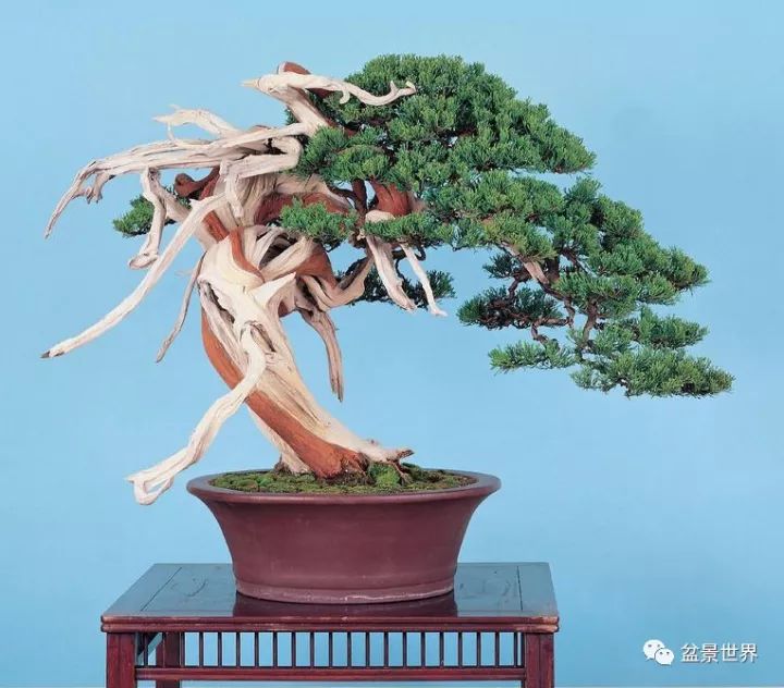 捨出空間，空間有美：鄭誠恭大師的盆景哲學 