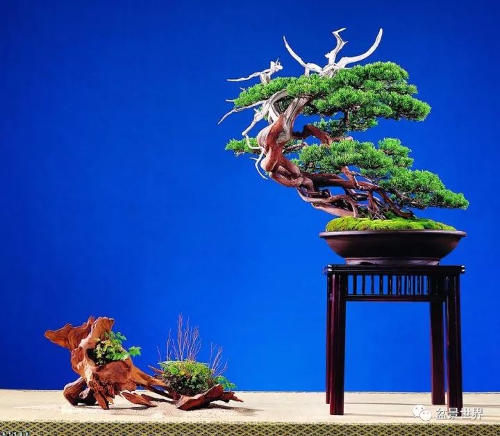 捨出空間，空間有美：鄭誠恭大師的盆景哲學 