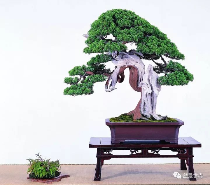 捨出空間，空間有美：鄭誠恭大師的盆景哲學 