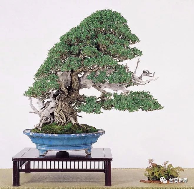 捨出空間，空間有美：鄭誠恭大師的盆景哲學 