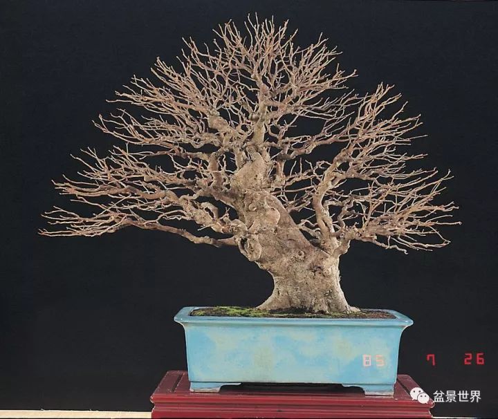 捨出空間，空間有美：鄭誠恭大師的盆景哲學 
