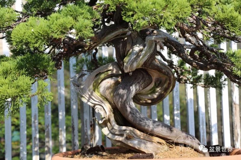 捨出空間，空間有美：鄭誠恭大師的盆景哲學 
