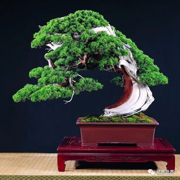 捨出空間，空間有美：鄭誠恭大師的盆景哲學 