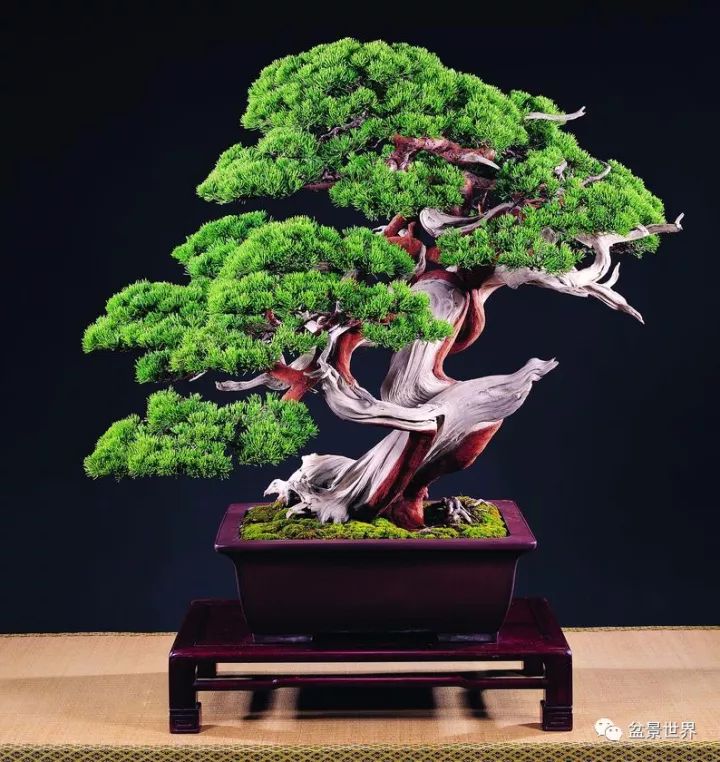 捨出空間，空間有美：鄭誠恭大師的盆景哲學 