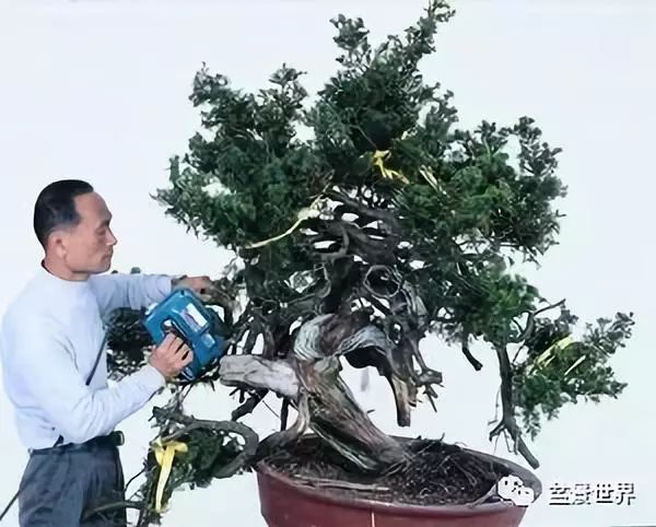 捨出空間，空間有美：鄭誠恭大師的盆景哲學 