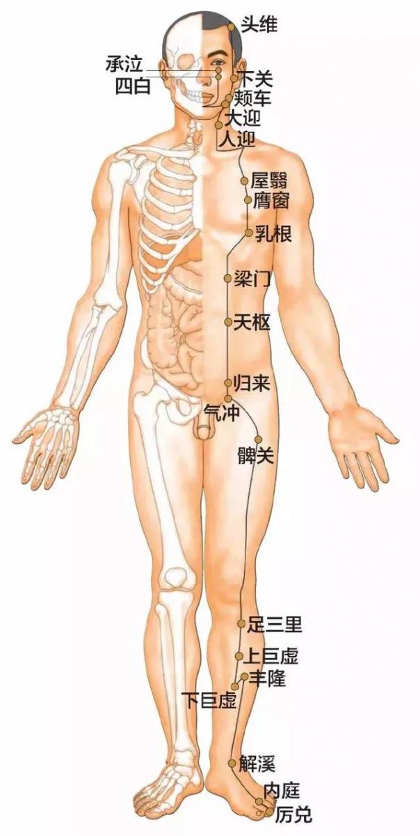 足陽明胃經45個針灸穴位圖，高清穴位圖解！收了吧！
