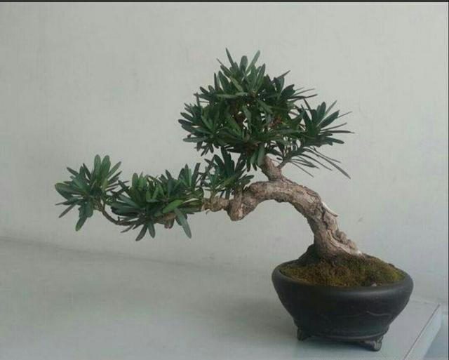 怎樣才能養出古樸雅致的羅漢松盆景